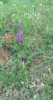 Orchis mascula?